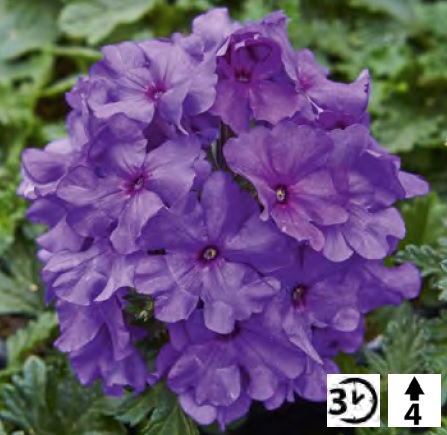 Verbena_peruviana_Samira_Deep_Blue_3