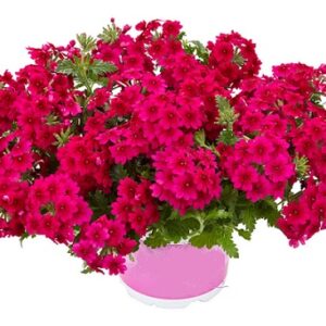 Verbena x peruviana - Samira® Rose