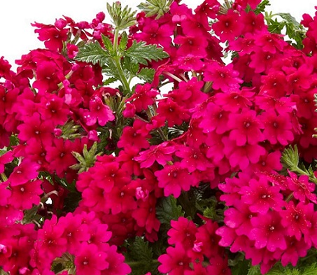 Verbena_peruviana_Samira_Rose_1