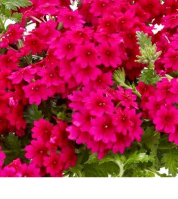 Verbena_peruviana_Samira_Rose_2