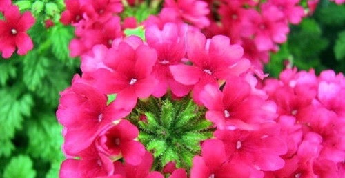 Verbena_peruviana_Samira_Rose_3