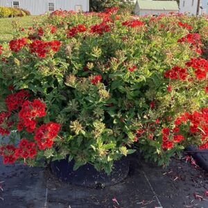 Verbena x peruviana - Samira® Scarlet