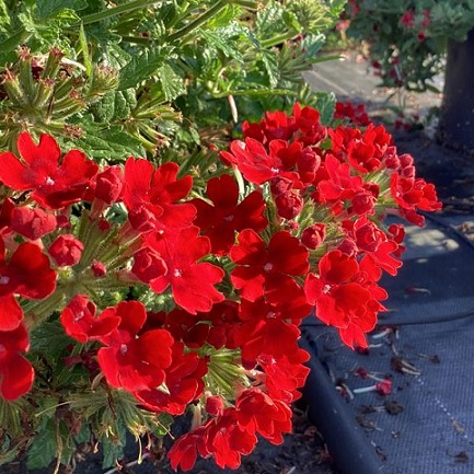 Verbena_peruviana_Samira_Scarlet_1