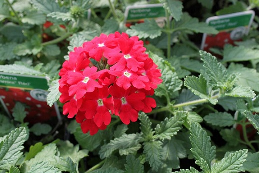 Verbena_peruviana_Samira_Scarlet_2