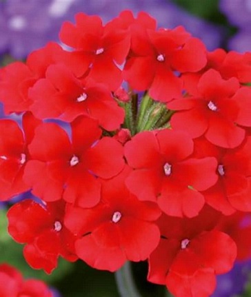 Verbena_peruviana_Samira_Scarlet_3