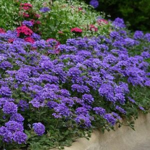 Verbena peruviana deep blue