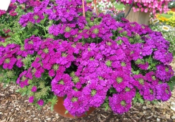Verbena_peruviana_deep_blue_1