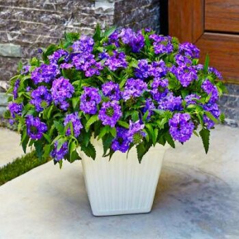 Verbena_peruviana_deep_blue_2