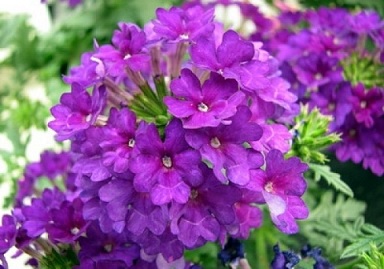 Verbena_peruviana_deep_blue_3