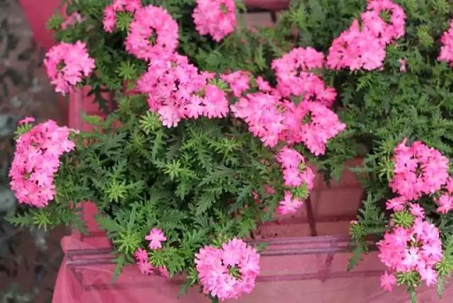 Verbena_peruviana_deep_rose_1