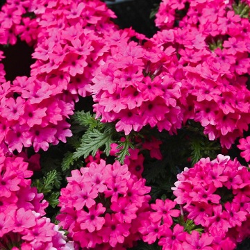 Verbena_peruviana_deep_rose_2