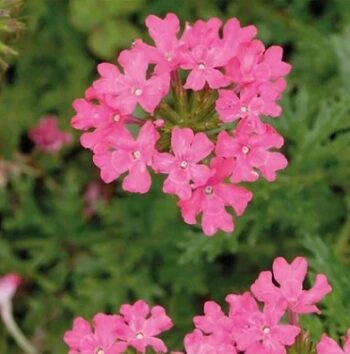 Verbena_peruviana_deep_rose_3