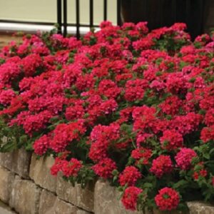 Verbena peruviana deep scarlet