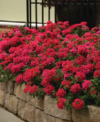 Verbena_peruviana_deep_scarlet_1