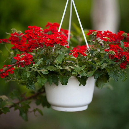 Verbena_peruviana_deep_scarlet_2
