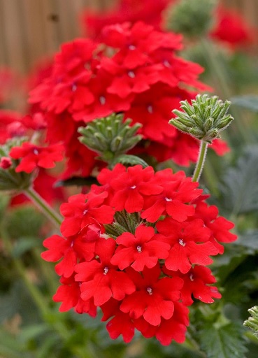Verbena_peruviana_deep_scarlet_3