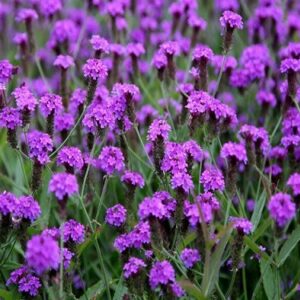 Verbena rigida venosa