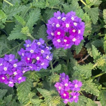 Verbena_rigida_venosa_3