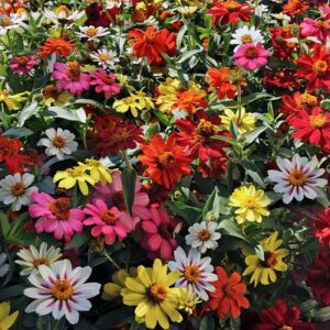 Zinnia hybrida zahara mix