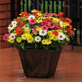 Zinnia_hybrida_zahara_mix_1