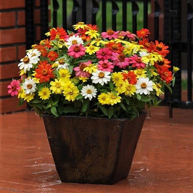 Zinnia_hybrida_zahara_mix_1