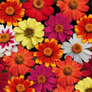Zinnia_hybrida_zahara_mix_2