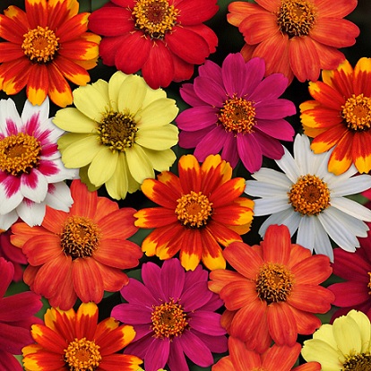 Zinnia_hybrida_zahara_mix_2