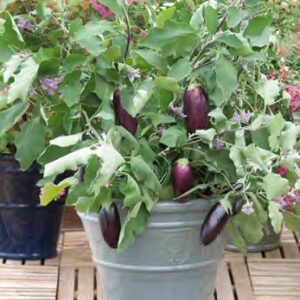 Aubergine Diamond