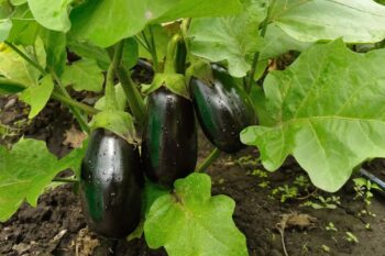 aubergine2