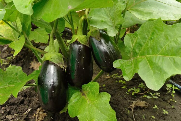 aubergine2