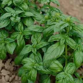 Basilic grand vert