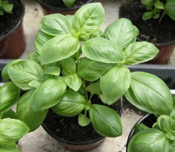 basilic_grand_vert_2