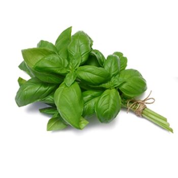 basilic_grand_vert_3