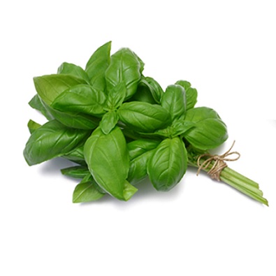 basilic_grand_vert_3