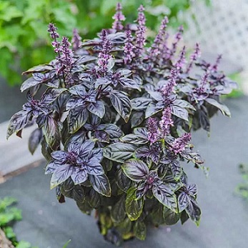 basilic_pourpre