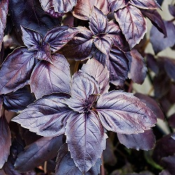 basilic_pourpre_1