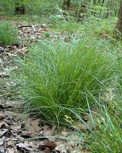 carex comans phoenix green