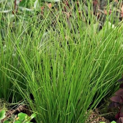 carex_comans_phoenix_green_1