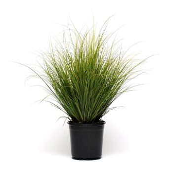 carex_comans_phoenix_green_2