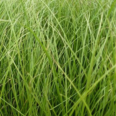carex_comans_phoenix_green_3