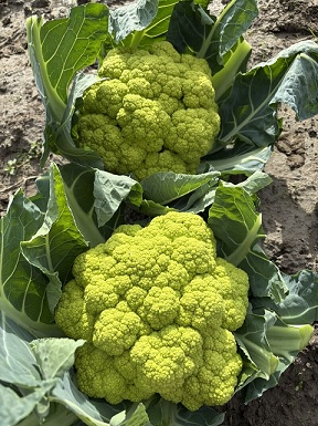 chou_romanesco_1