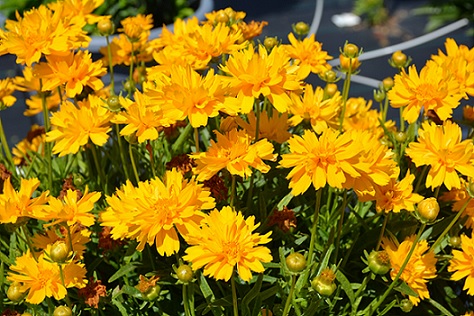 coreopsis_grandiflora_double_the_sun_1