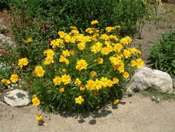 coreopsis_grandiflora_double_the_sun_2