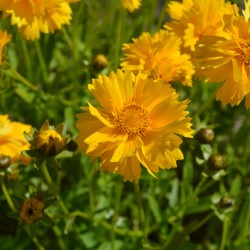 coreopsis_grandiflora_double_the_sun_3