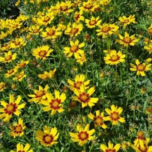 Coreopsis Grandiflora Sunkiss