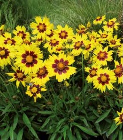 coreopsis_grandiflora_sunkiss_1