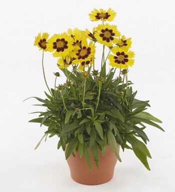 coreopsis_grandiflora_sunkiss_2