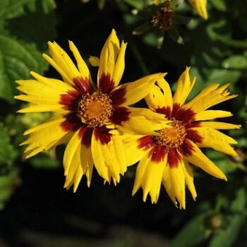 coreopsis_grandiflora_sunkiss_3
