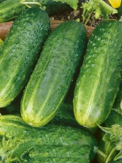 cornichon_regal_2