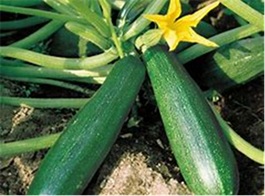 courgette_astia
